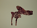 _35_pb140052.jpg